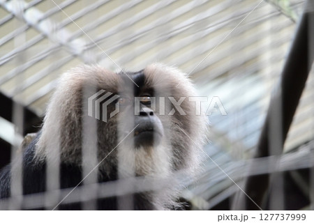 動物園で展示されているシシオザル 127737999