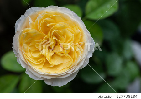Beautiful Juliet rose blooming in the garden. 127738184