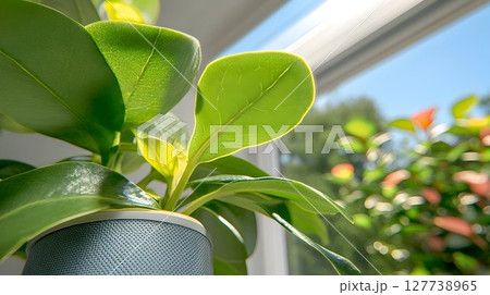 Green plant leaves in pot by window sunlight nature photography 127738965