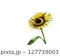 小さなひまわりの花 127739003