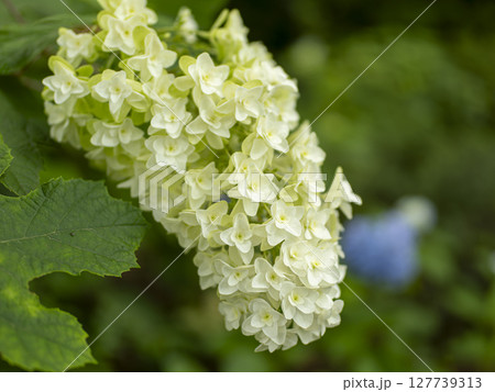 満開のカシワバアジサイ 127739313