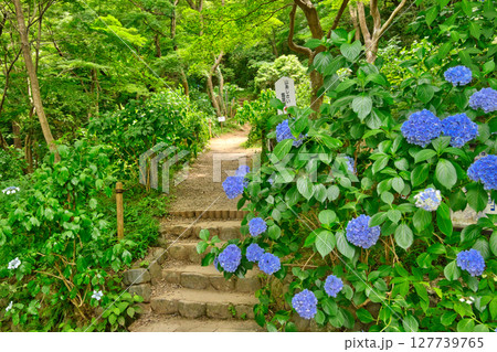 東京都日野市　高幡不動尊あじさいまつり　2025 127739765