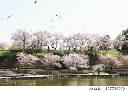 満開の桜と水面に映る野鳥の群れ 127739960