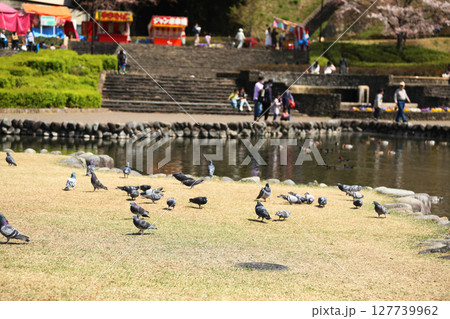 池の畔で休憩する鴨 127739962