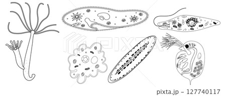 Detailed Vector Illustration of Microorganisms 127740117