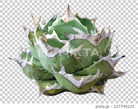 Agave (Oteroi) 127740225