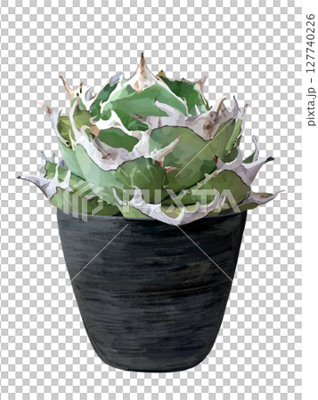 龍舌蘭（Oteroi）與花盆 127740226