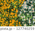 Close-Up of mini Orange and White Flowers 127740259