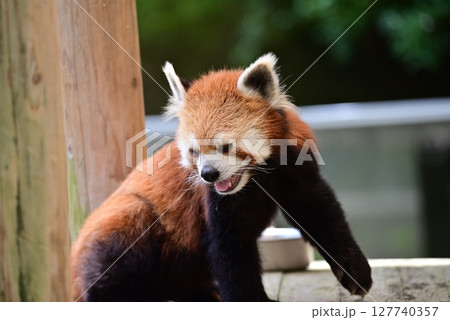 展示場で元気に遊ぶレッサーパンダ 展示場で元気に遊ぶレッサーパンダ 127740357