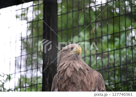 動物園で飼育されているオジロワシ（天然記念物） 127740361