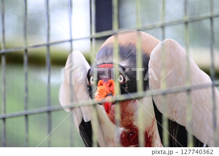 動物園で展示されているトキイロコンドル 動物園で展示されているトキイロコンドル 127740362