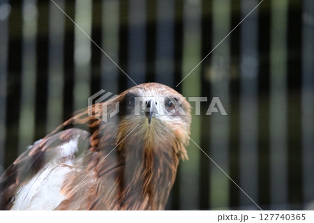 動物園で飼育されているトビ 127740365
