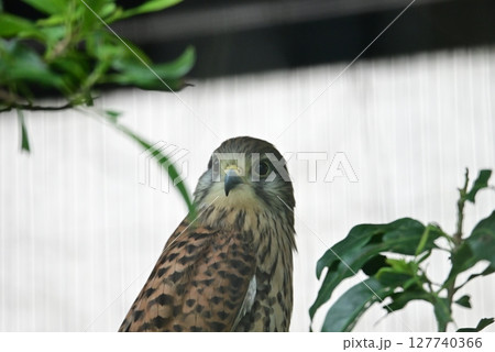 動物園で飼育されているチョウゲンボウ 127740366