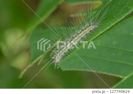 アメリカシロヒトリ 127740629