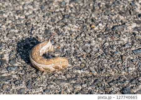 路上を這うイモムシ（コスズメ幼虫） 127740665