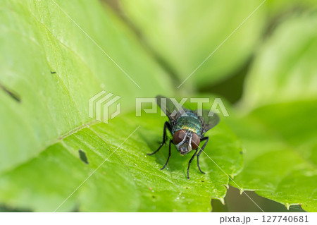 キンバエ キンバエ 127740681