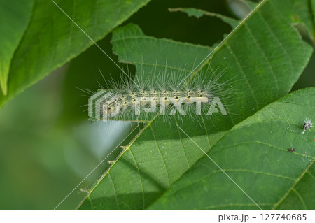 アメリカシロヒトリ アメリカシロヒトリ 127740685