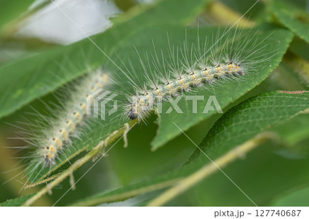 アメリカシロヒトリ 127740687