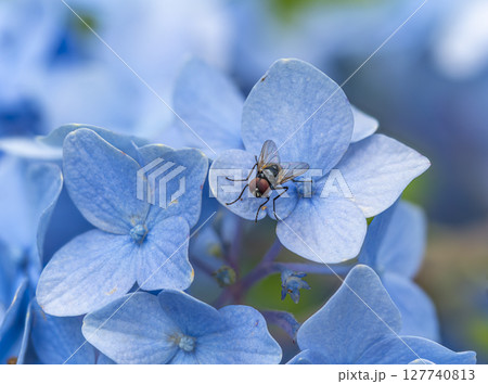 紫陽花に止まるヒメクロバエの雄 127740813