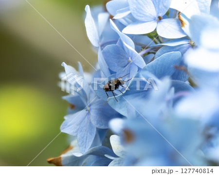 紫陽花に止まるヒメクロバエの雄 127740814