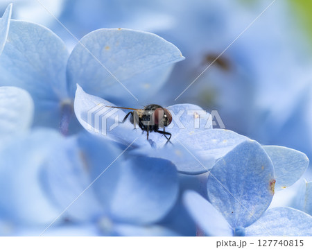 紫陽花に止まるヒメクロバエの雄 127740815