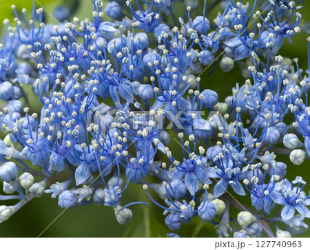 青い額紫陽花の真花 127740963