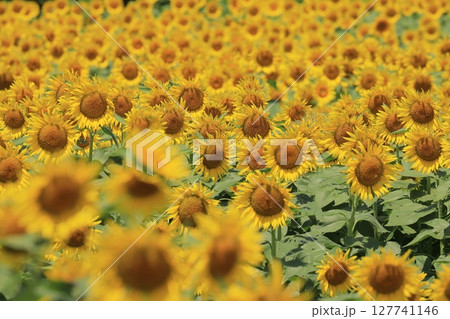 太陽に向かって咲くひまわり 大輪のヒマワリ 太陽に向かって咲くひまわり 大輪のヒマワリ 127741146