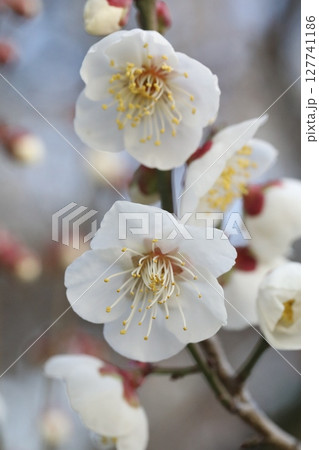 白い梅の花 127741186