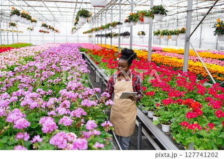 An African woman in a greenhouse examines blooming flowers, using a tablet for assessment and tracking. 127741202