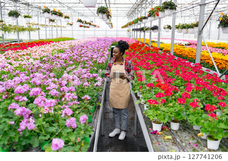 An African American woman surveys vibrant rows of colorful flowers in a greenhouse. She holds a tablet, likely assessing plant health or inventory. An African American woman surveys vibrant rows of colorful flowers in a greenhouse. She holds a tablet, likely assessing plant health or inventory. 127741206