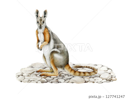Yellow-footed rock-wallaby on rocky ground watercolor realistic illustration. Petrogale xanthopus Australian native marsupial mammal. Hand drawn wallaby side view isolated on white background 127741247