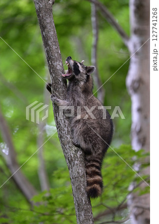 アライグマ㉛（北海道） 127741268