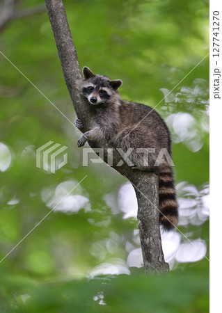 アライグマ㉝（北海道） 127741270