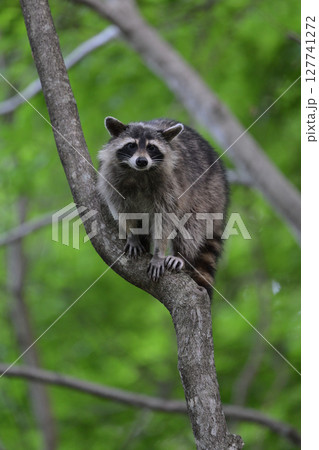 アライグマ㉟（北海道） 127741272