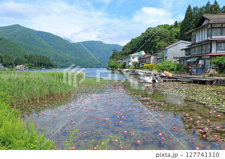 スイレン咲く初夏の木崎湖 127741310