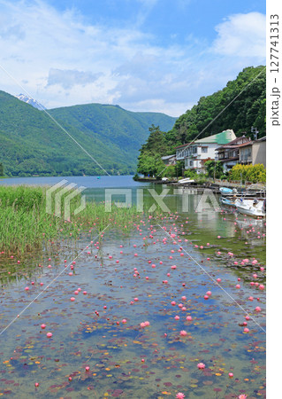 スイレン咲く初夏の木崎湖 スイレン咲く初夏の木崎湖 127741313