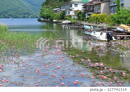 スイレン咲く初夏の木崎湖 127741314