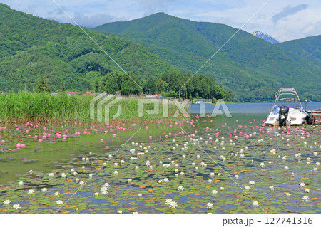 スイレン咲く初夏の木崎湖 127741316