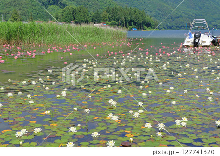 スイレン咲く初夏の木崎湖 127741320