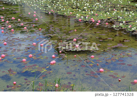 木崎湖のスイレン 127741328