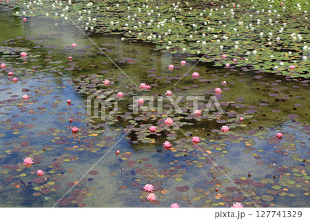 木崎湖のスイレン 127741329