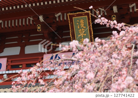 満開の桜と浅草寺宝蔵門 東京の観光地 満開の桜と浅草寺宝蔵門 東京の観光地 127741422