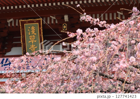 満開の桜と浅草寺宝蔵門　東京の観光地　 127741423
