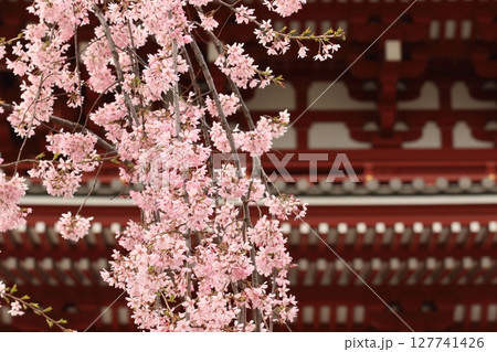 満開の桜と浅草寺宝蔵門 東京の観光地 満開の桜と浅草寺宝蔵門 東京の観光地 127741426