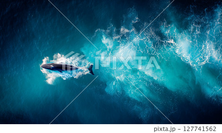 ターコイズブルーの海で泳ぐクジラ：空撮 127741562