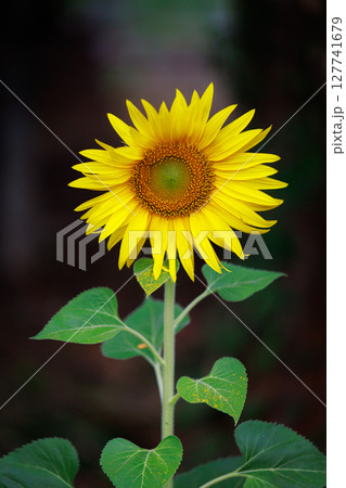 The sunflower is a bright and cheerful flowering plant known for its large  rounded flower heads with golden yellow petals surrounding a dark brown or black center.  127741679