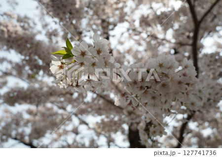 桜満開、お花見日和 127741736