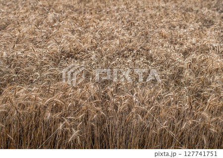 収穫イメージ　麦　麦芽　穀物　食料 127741751