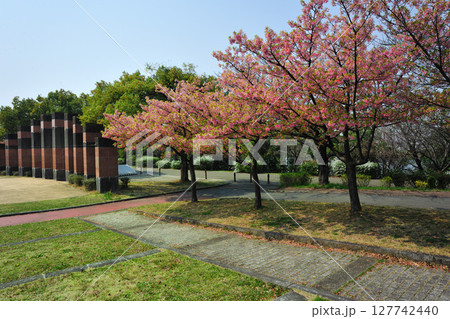 戸田川緑地の河津桜 127742440