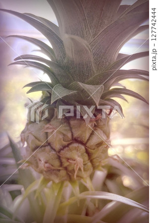 Pineapple plant with ripe and unripe fruits in greenhouse, vibrant tropical foliage and natural growth close-up 127742444